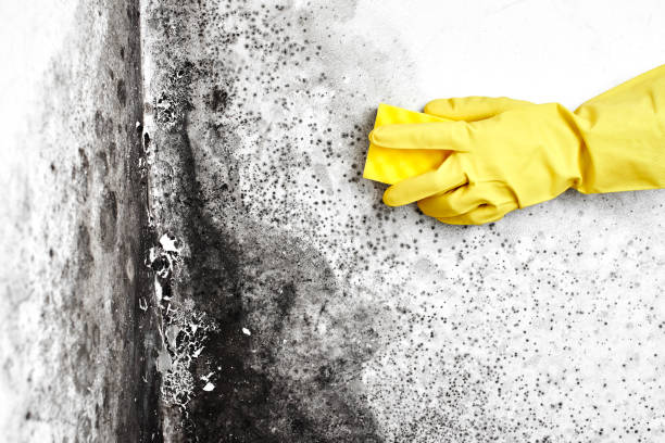 Professional Mold Removal in Mead Valley, CA